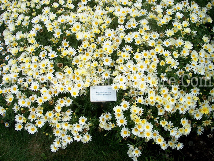 PGC-A-Argyranthemum-Vanilla-Beauty-1x-2010