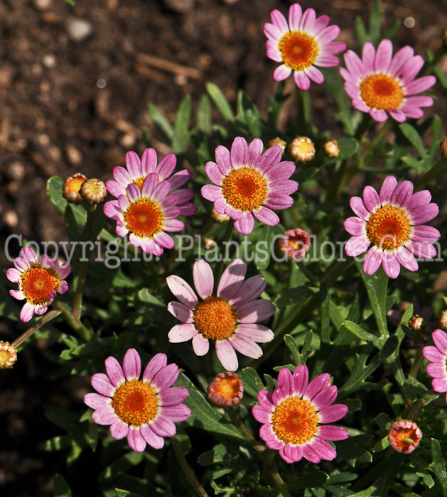 PGC-P-Argyranthemum-Deep-Pink-Improved-2010-o001