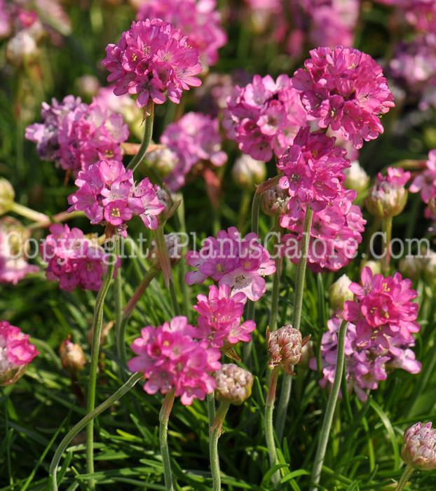 PGC-P-Armeria-Armada-Rose-2010-02