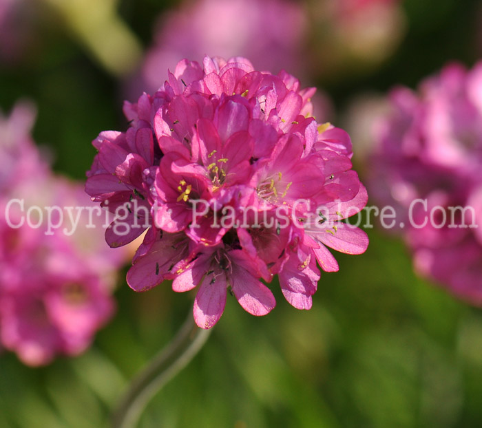 PGC-P-Armeria-Armada-Rose-2010-03