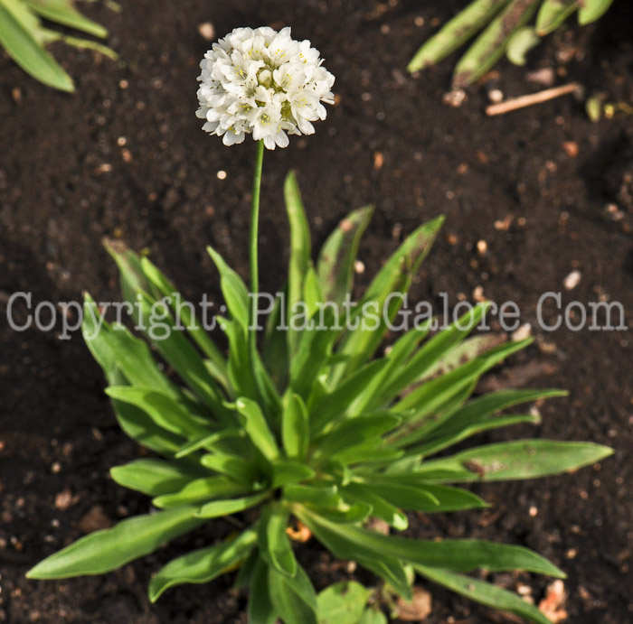 PGC-P-Armeria-Ballerina-White-2010-001