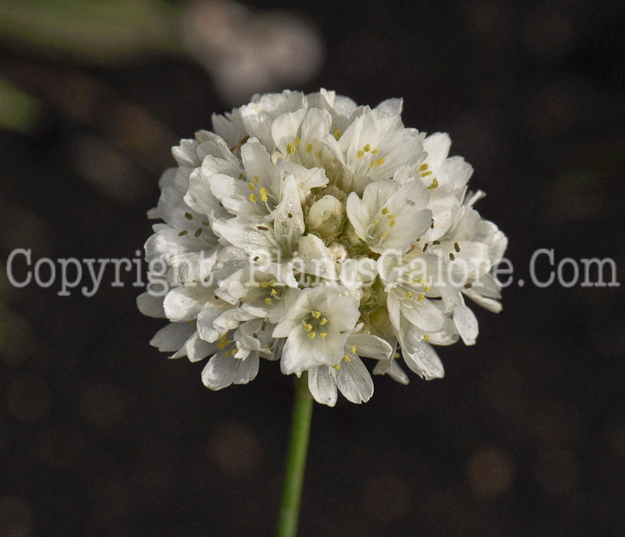 PGC-P-Armeria-Ballerina-White-2010-002