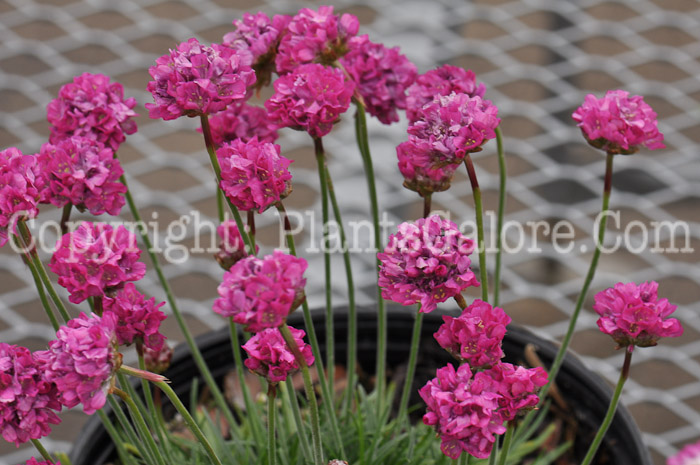 PGC-P-Armeria-mairtima-Bloodstone-1