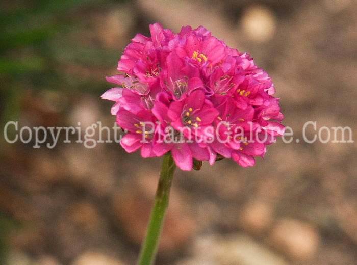 PGC-P-Armeria-mairtima-Bloodstone-3