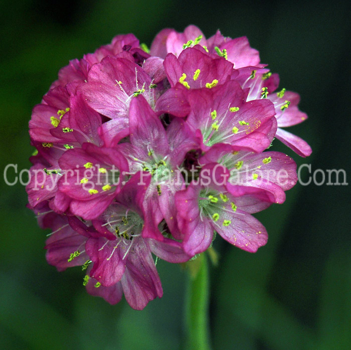 PGC-P-Armeria-maritima-2010-002