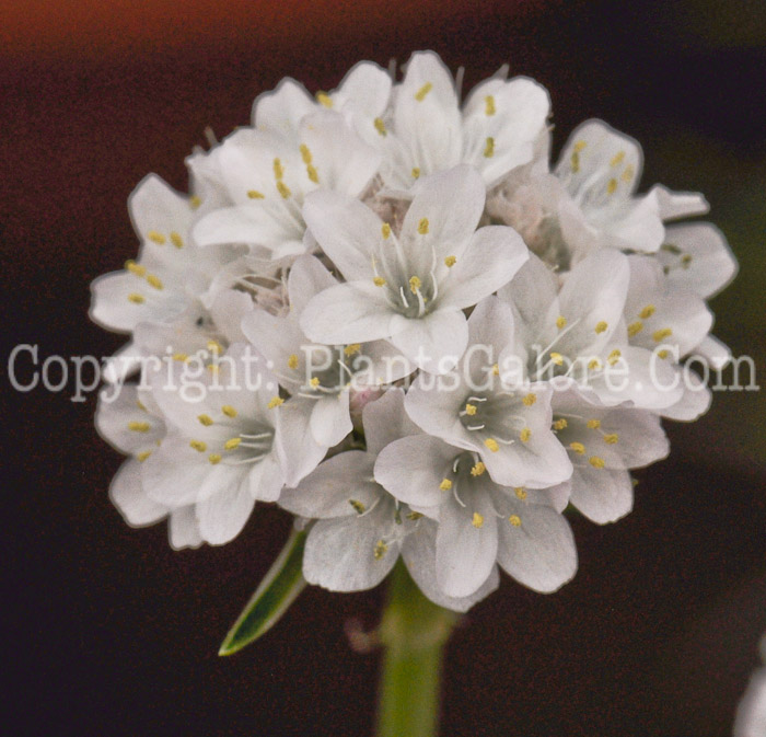 PGC-P-Armeria-maritima-Alba-03-2012-1