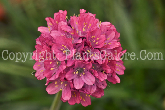 PGC-P-Armeria-maritima-Splendens-1