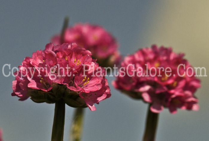 PGC-P-Armeria-maritima-Splendens-3