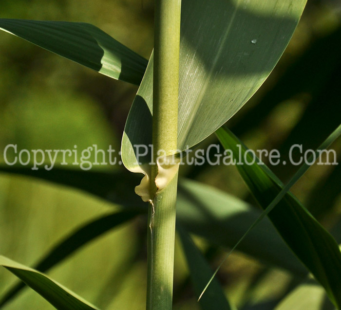 PGC-G-Arundo-donax-aka-Giant-Reed-Grass-3