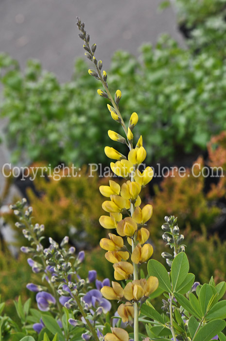 PGC-P-Baptisia-Prairieblues-05-2012-01