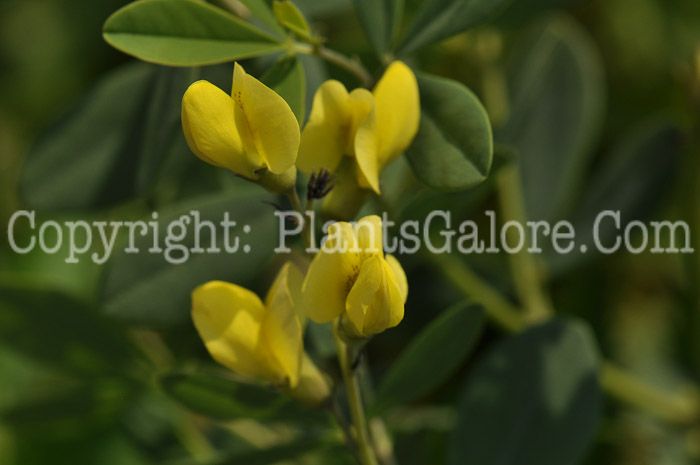 PGC-P-Baptisia-Solar-Flare-2010-006