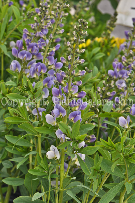 PGC-P-Baptisia-Starlight-05-2012-02