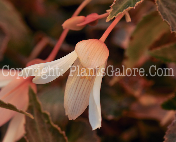 PGC-B-Begonia-Elegance-04-2012-1