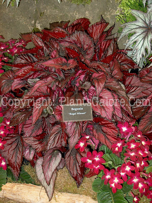 PGC-B-Begonia-Regal-minuet-0-0002