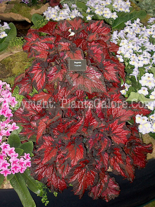 PGC-B-Begonia-Vesuvius-0-0003