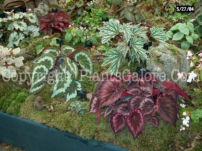 PGC-B-Bergenia-Black-Knight-008-2010