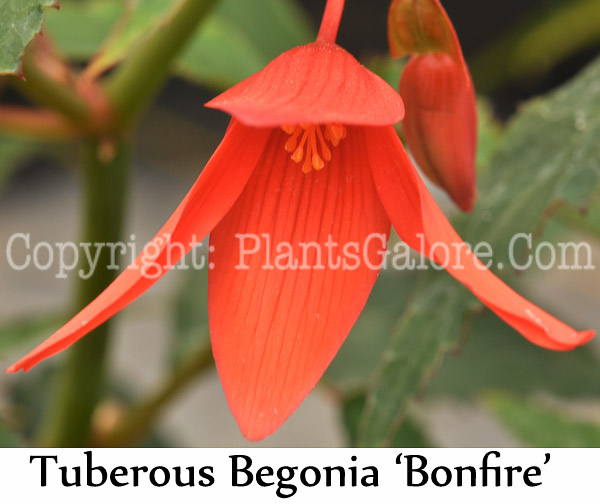 PGC-B-Begonia-Bonfire-1-Edit