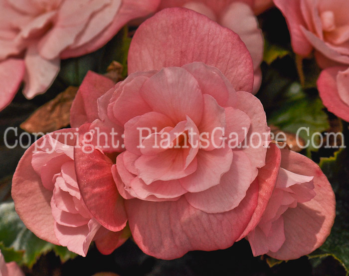 PGC-B-Begonia-Dragone-Champagne-2012-1