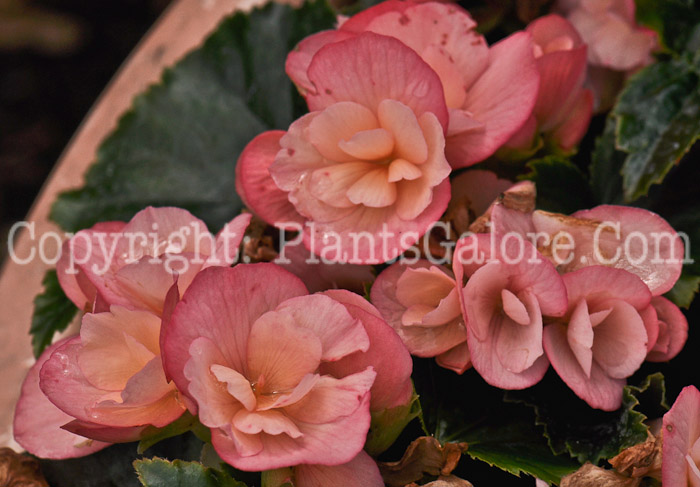 PGC-B-Begonia-Dragone-Sunset-2012-1