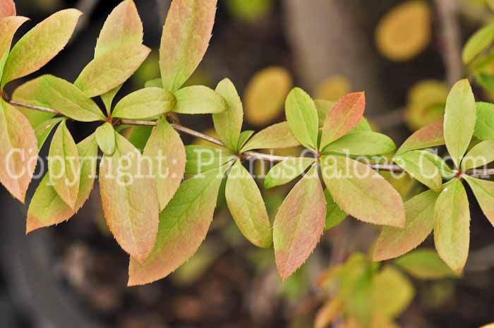 PGC-S-Berberis-prattii-aka-Barberry-1