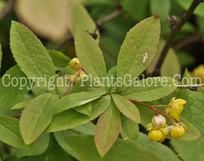 PGC-S-Berberis-prattii-aka-Barberry-2