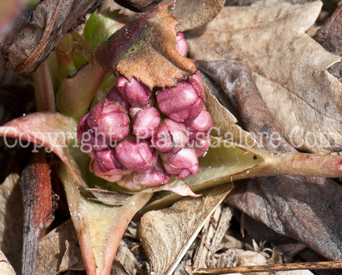 PGC-P-Bergenia-Angel-Kiss-0514-1