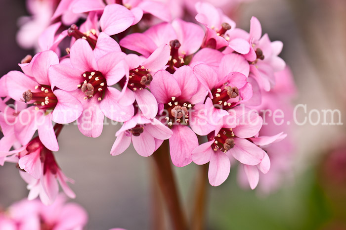 PGC-P-Bergenia-Pink-Dragonfly-0514d-2