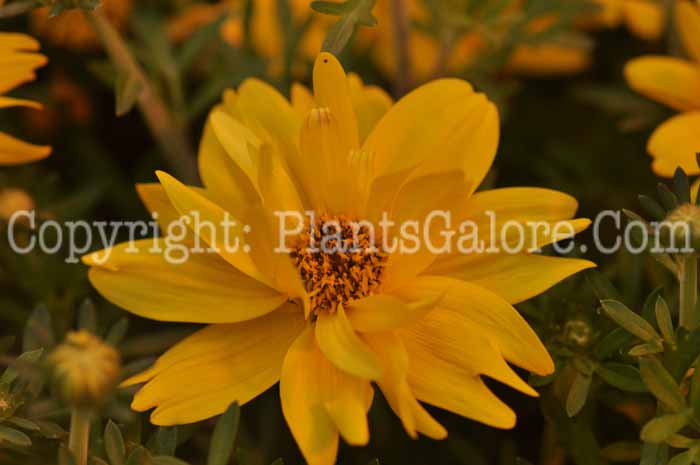 PGC-A-Bidens-Tweety-2011-001