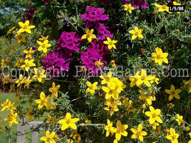 PGC-A-Bidens-and-Verbena-2010