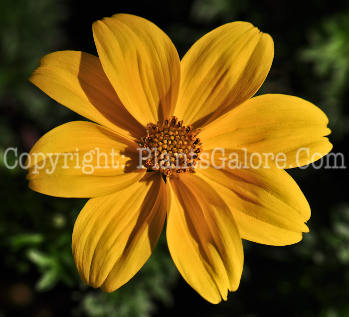 PGC-A-Bidens-ferulifolia-2013-3