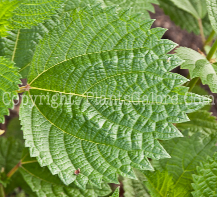 PGC-P-Boehmeria-nivea-aka-Ramie-foliage-1