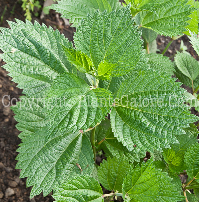 PGC-P-Boehmeria-nivea-aka-Ramie-foliage-2