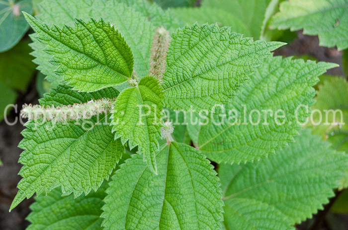 PGC-P-Boehmeria-nivea-aka-Ramie-foliage-4