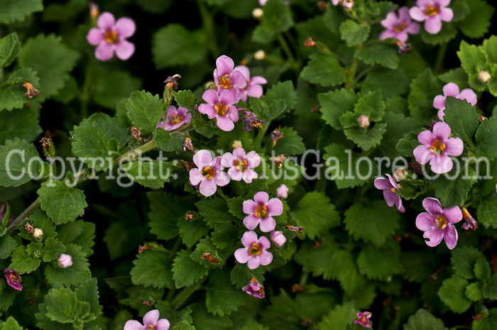 PGC-A-Bacopa-Bahia-Pink-Sand-2012-1