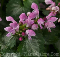 PGC-P-Lamium-maculatum-Pink-Chablis-2010-01
