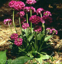 PGC-P-Primula-denticulata-2010-01