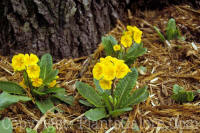 PGC-P-Primula-veris-2010-0002