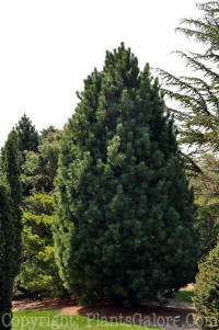 PGC-T-Pinus-cembra-Silver-Sheen-2010-01