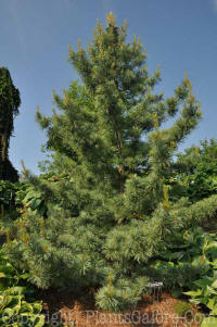 PGC-T-Pinus-koraiensis-Silveray-42x-2010-001